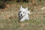 WESTIE 133